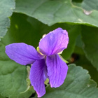 Tuoksuorvokki (Viola odorata), siemeniä 50 kpl - pikkukuva 3