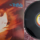 The Triffids – Calenture vinyyli lp - pikkukuva 1
