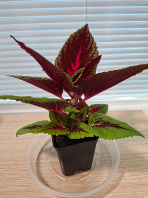 Värinokkonen / coleus