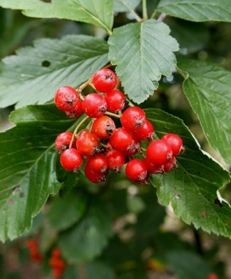 Pyreneittenpihlaja (Sorbus mougeotii), siemeniä 20 kpl