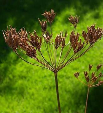 Tuoksukirveli (Chaerophyllum aromaticum), siemeniä 50 kpl