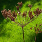 Tuoksukirveli (Chaerophyllum aromaticum), siemeniä 50 kpl - pikkukuva 1