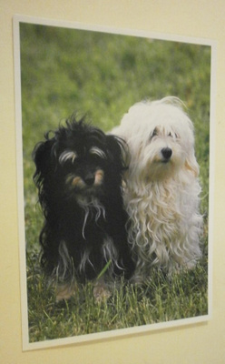 Koirat - mustaa & valkoista, Invalidiliitto 1991, ei p.