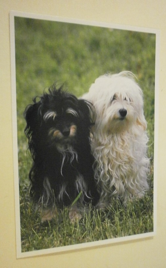 Koirat - mustaa & valkoista, Invalidiliitto 1991, ei p.