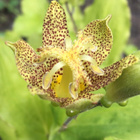 Keltakonnanlilja (Tricyrtis latifolia), siemeniä 50 kpl - pikkukuva 1