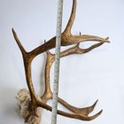 Sarvet/trofee - pikkukuva 3