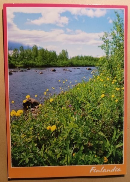 Rentukoita joen rantamilla alkukesästä,Finlandia, SPR, PMM