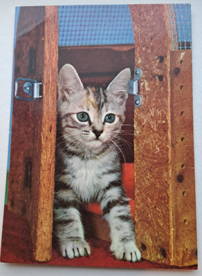 kissa kurkistaa ovelta, kulkenut käsipostissa