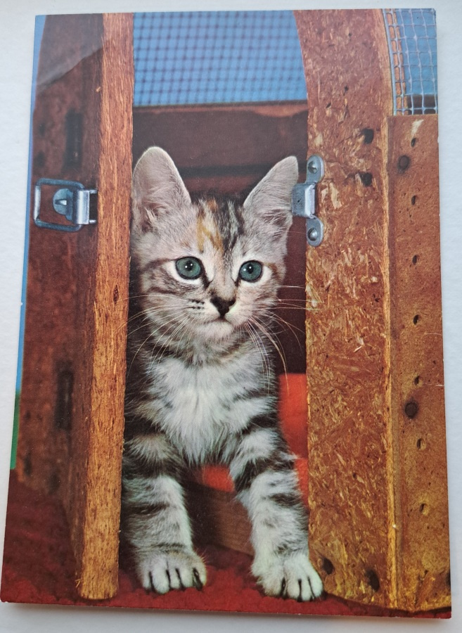kissa kurkistaa ovelta, kulkenut käsipostissa
