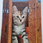 kissa kurkistaa ovelta, kulkenut käsipostissa - pikkukuva 1