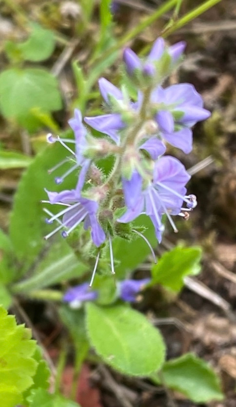 Rohtotädyke (Veronica officinalis), siemeniä 50 kpl
