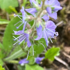 Rohtotädyke (Veronica officinalis), siemeniä 50 kpl - pikkukuva 1