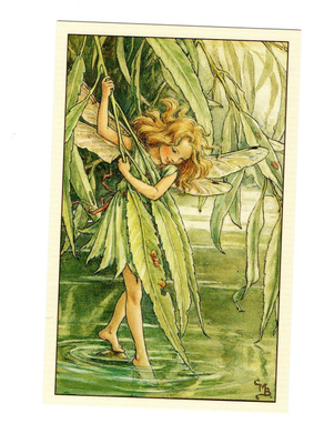 C.M.Barker °°Paju KEIJU°° -KORTTI / Flower Fairies