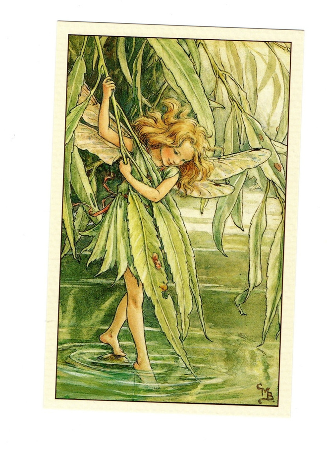 C.M.Barker °°Paju KEIJU°° -KORTTI /FlowerFairies, Kulkematon
