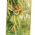 C.M.Barker °°Paju KEIJU°° -KORTTI /FlowerFairies, Kulkematon - pikkukuva 1