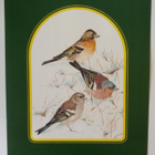 Taidejuliste/art print, 4 kpl lintuaiheisia, T. Lambert - pikkukuva 3
