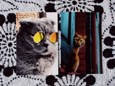 ~Kissa kortti~ 2kpl
