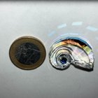 Swarovski 5688672 Idyllia SCS GWP Nautilus Shell (2025-2025) - pikkukuva 2