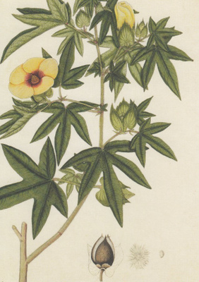 Puuvilla - Gossypium neglectum