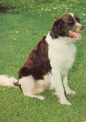 ENGLANNIN SPRINGERSPANIEL  POSTIKORTTI