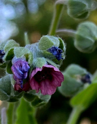 Rohtokoirankieli (Cynoglossum officinale), siemeniä 50 kpl