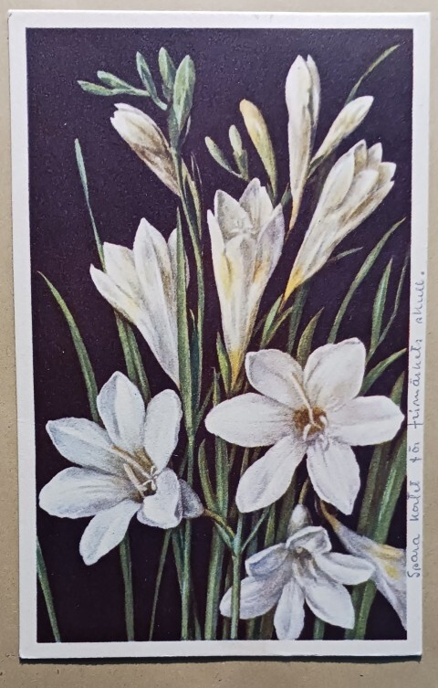 Valkoisia krookuksia, onnittelupk, p. 1941