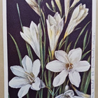 Valkoisia krookuksia, onnittelupk, p. 1941 - pikkukuva 1