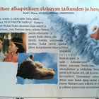 Päättymätön Tarina II DVD - pikkukuva 3