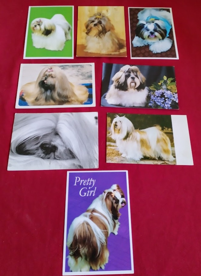 8 SHIH-TZU  POSTIKORTTIA