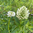 Kalvasapila (Trifolium ochroleucon), siemeniä 50 kpl - pikkukuva 2