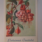 KULKEMATON KUKKAKORTTI 1940- LUVULTA ONNITTELUKORTTI - pikkukuva 1