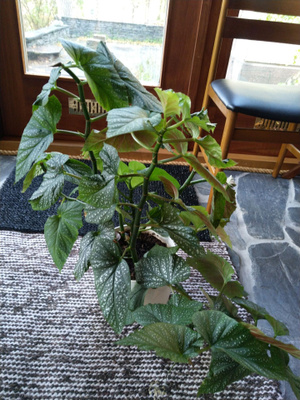 Enkelinsiipi, korallibegonia, Begonia