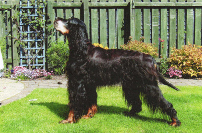 GORDON SETTER POSTIKORTTI