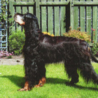 GORDON SETTER POSTIKORTTI - pikkukuva 1