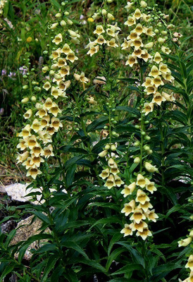 Digitalis ciliata (ei suomenkielistä nimeä), siemeniä 50 kpl