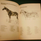 Sevelius ym: Terve ja sairas hevonen (1p.1980) Sis.postikulu - pikkukuva 2
