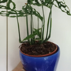 'Menninkäisen lehti' Monstera obliqua - pikkukuva 3