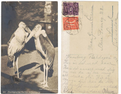 Vanha kortti, Hampurin eläintarha, Kaksi kattohaikaraa, 1922