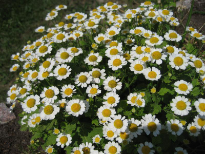 Reunuspietaryrtti (Tanacetum parthenium), siemeniä 50 kpl