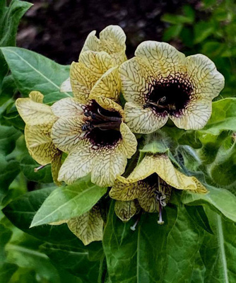 Hullukaali (Hyoscyamus niger), siemeniä 100 kpl