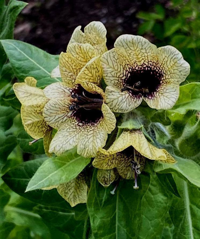 Hullukaali (Hyoscyamus niger), siemeniä 100 kpl