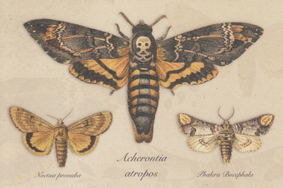 Acherontia atropos ja muut perhoset