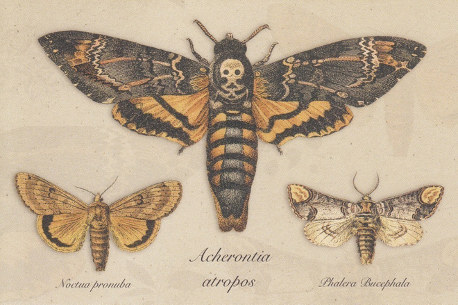 Acherontia atropos ja muut perhoset