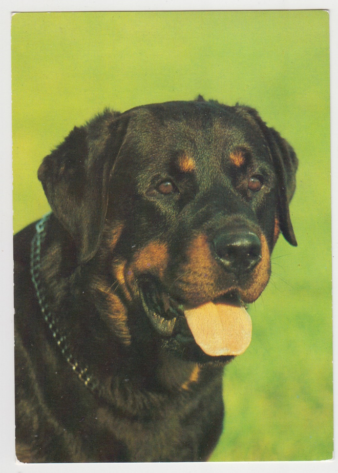 ROTTWEILER  POSTIKORTTI