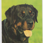 ROTTWEILER  POSTIKORTTI - pikkukuva 1