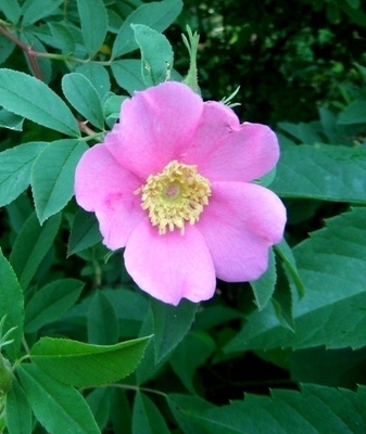 Luhtaruusu (Rosa palustris), siemeniä 50 kpl