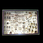 100 vuotta vanha hemiptera – hyönteiskokoelma - pikkukuva 5