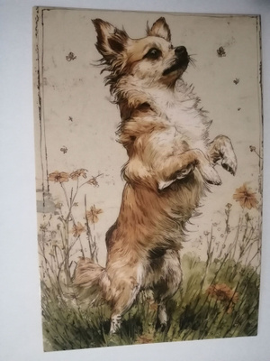 Chihuahua