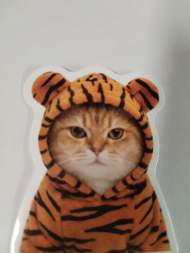 Kissa tarra.