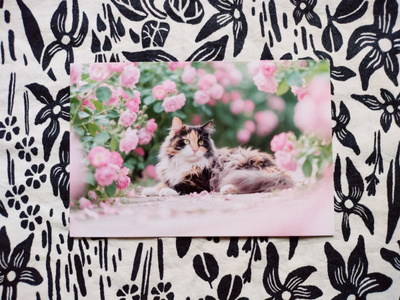 ~Kissa kortti~